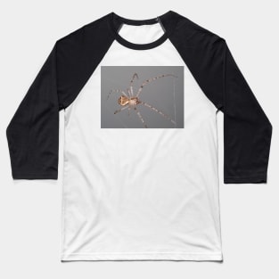 Mimetus eutypus spider Baseball T-Shirt